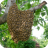 bee-swarm