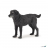 BlackLabrador