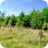 Henbury Trees