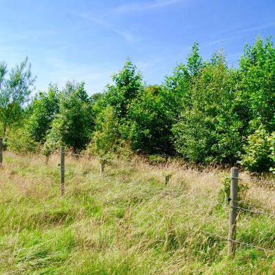 Henbury Trees