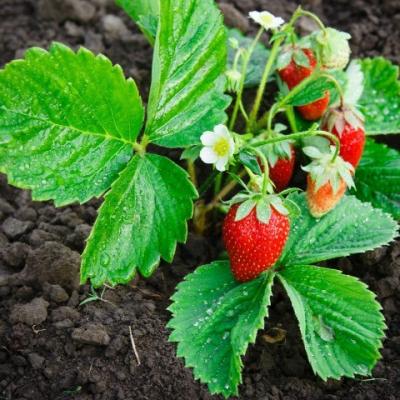 strawberry