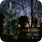 Henbury Xmas Tree