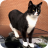 Missing Cat