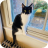 Missing Cat