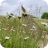 Flowers 14