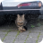 Straycat2